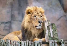 london zoo tickets universal credit