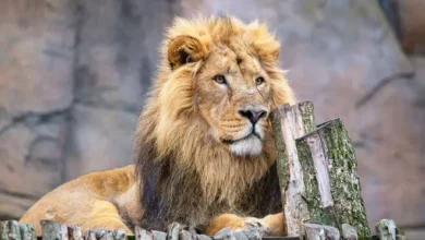 london zoo tickets universal credit