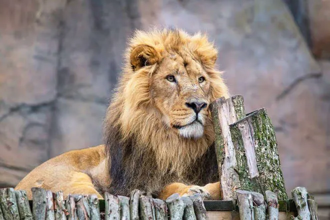 london zoo tickets universal credit