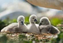 abbotsbury swannery