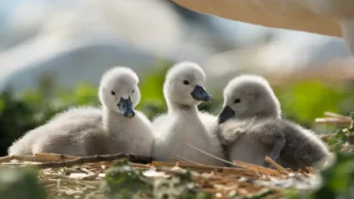 abbotsbury swannery