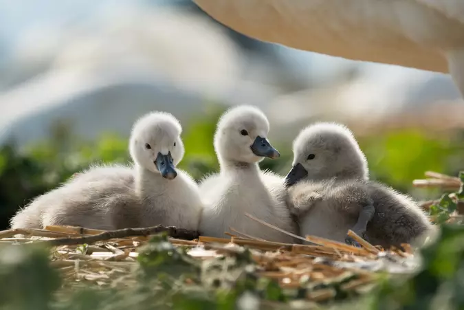 abbotsbury swannery