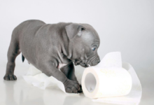my dog has diarrhea