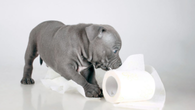 my dog has diarrhea