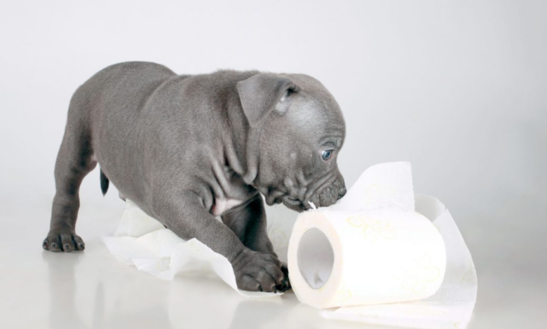 my dog has diarrhea